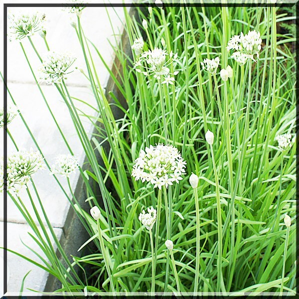 20 Organics Garlic Chives Live Plant Bare Roots Hardy Perennial Herb in USA