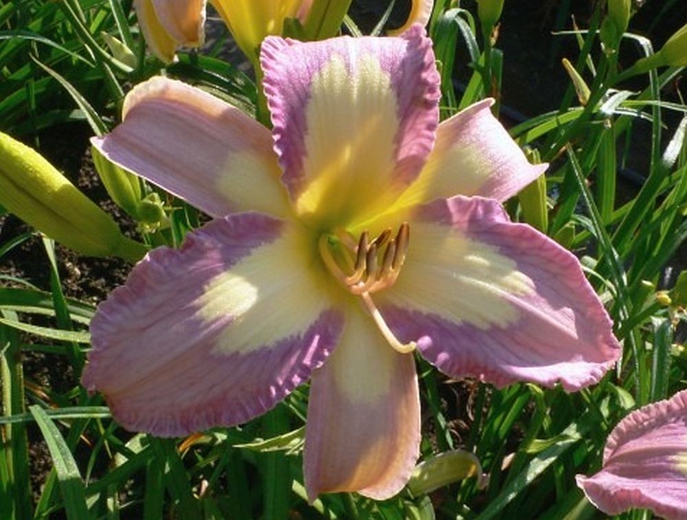 Daylily ‘Lavender Aura’ Light Purple and Yellow Blooms, 38″ Scape Height