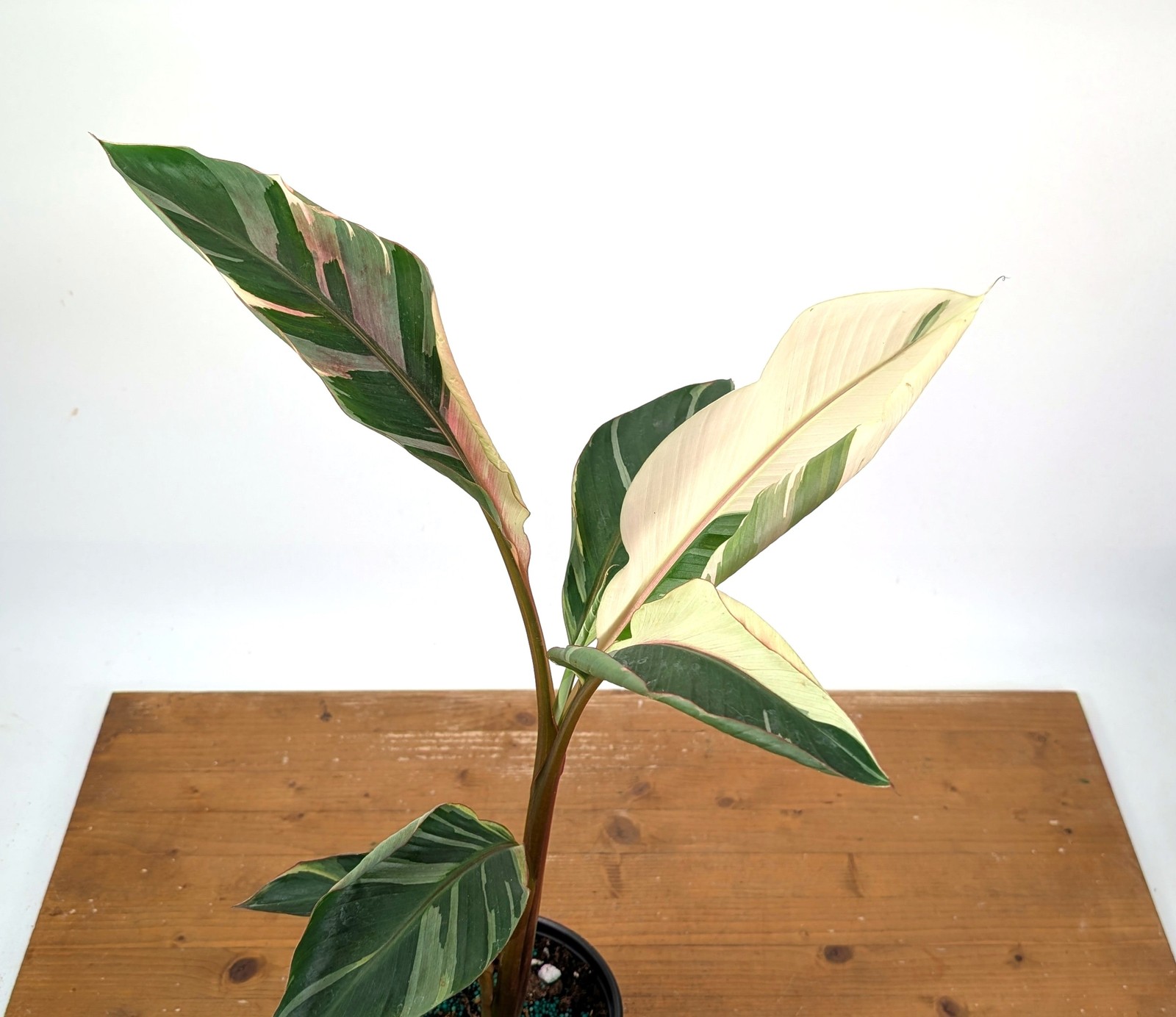 Musa Nono Pink Variegated Banana – Exact Plant #25A – Approx 3ft Tall