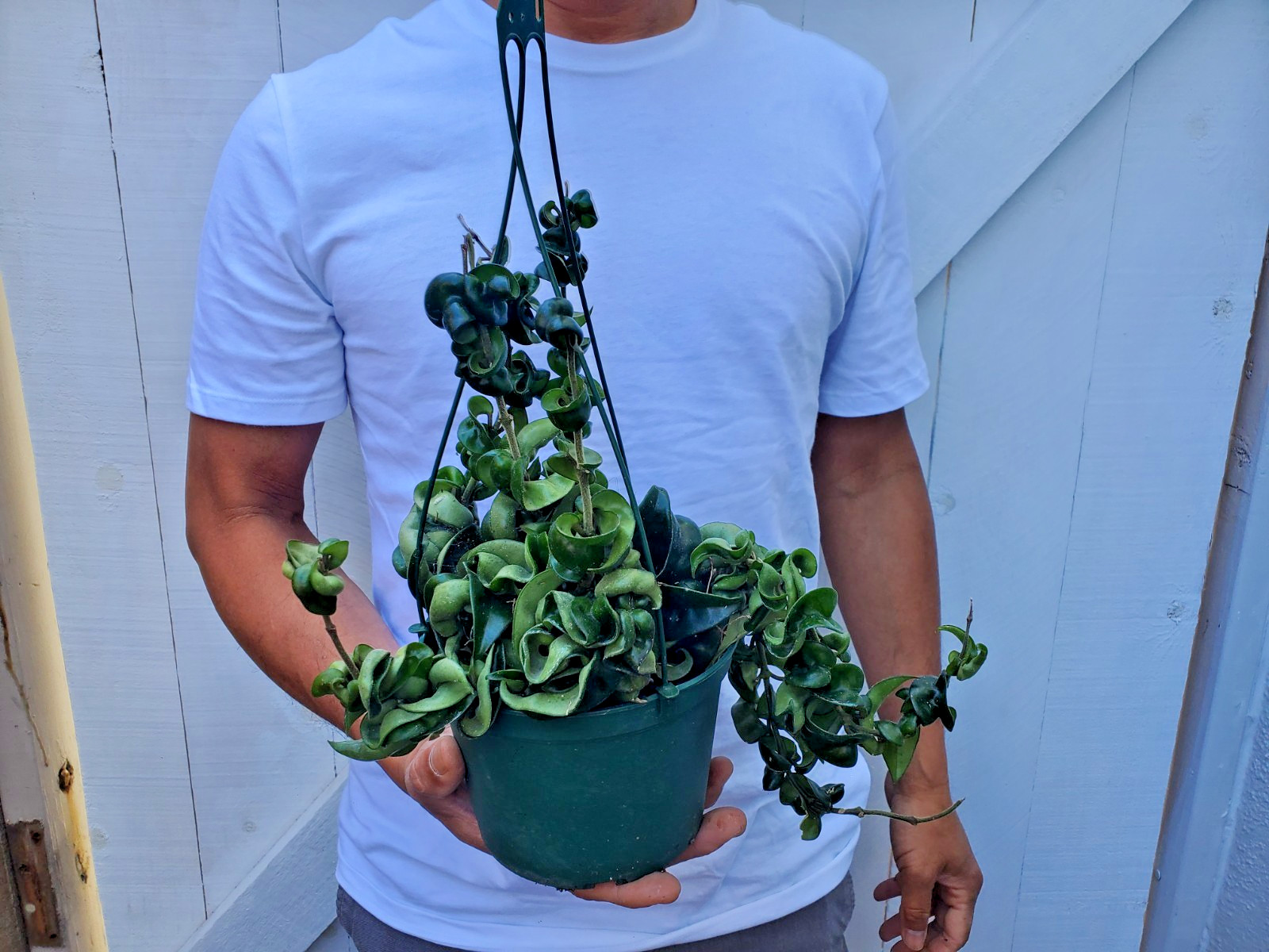 Hoya Hindu Rope Plant