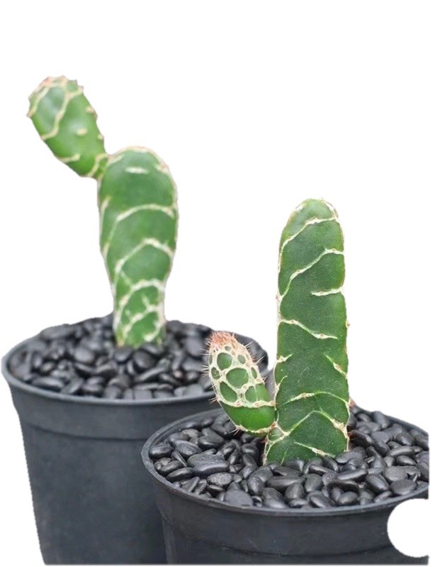 Rare Succulent Opuntia zebrina (Cobra) Live Succulents 5-6’ In Small Plastic Pot