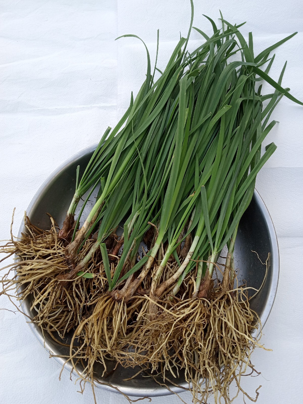 20 Garlic Chives 韭菜根 Live Organic Bare Root Hardy Perennial Herb – Ready to Grow
