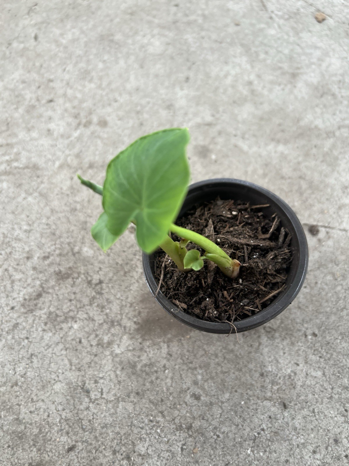 Taro Plant With Pot Taro Root Bulbs Elephant Ear Ready To Plant