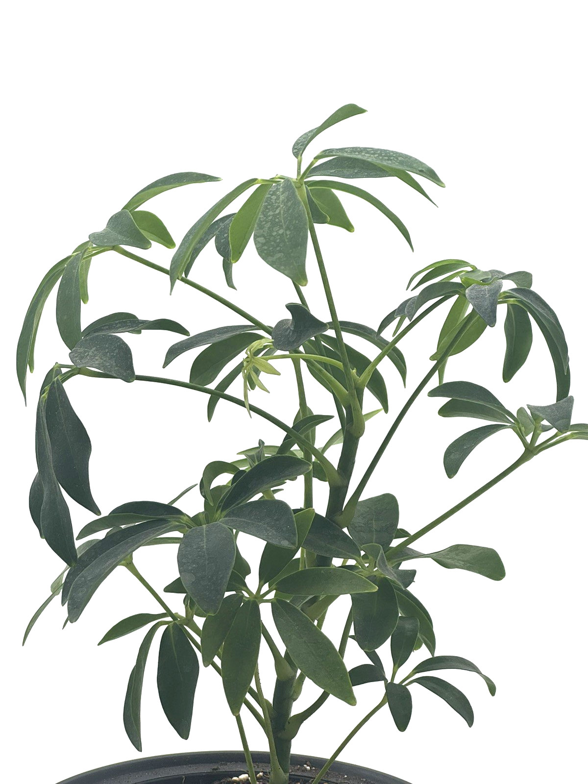 Dwarf Umbrella Tree (Schefflera Arboricola) – Live Houseplant – 6” Pot