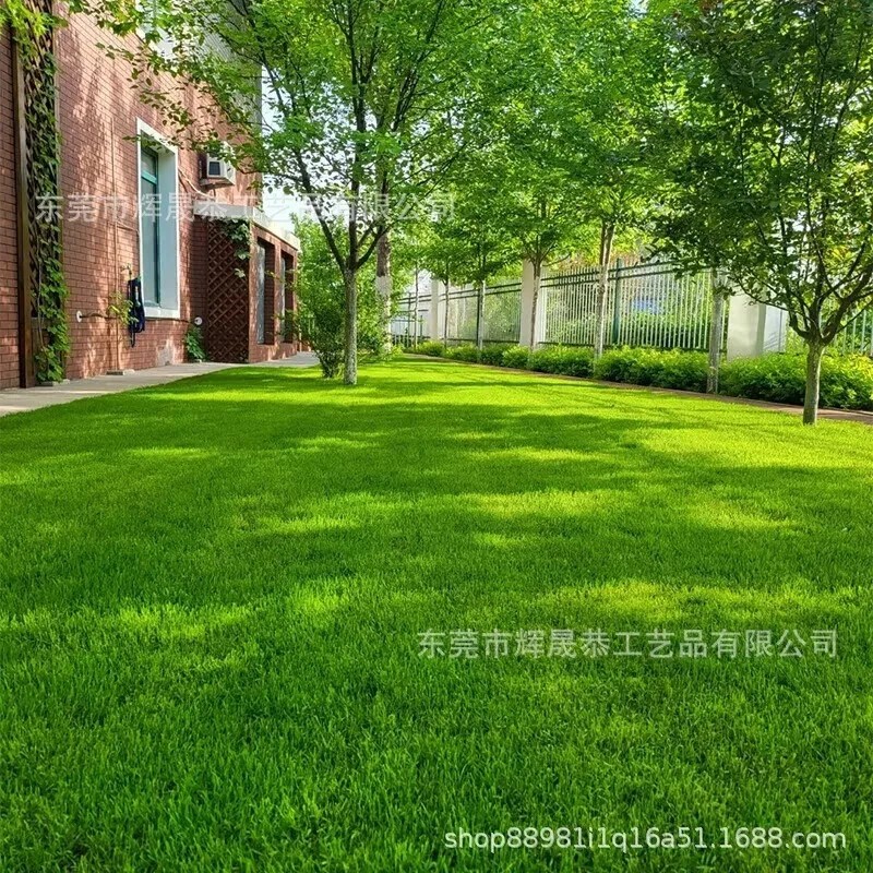 Garden Evergreen Dwarf Grass Seed Grass Seed for Growth-Boosting Lawn Seeding