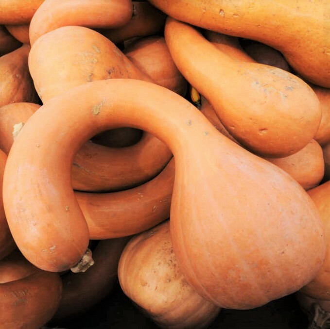 Turkey Neck Pumpkin Seeds |Pennsylvania Dutch Long Crookneck Pumpkin Squash 2024