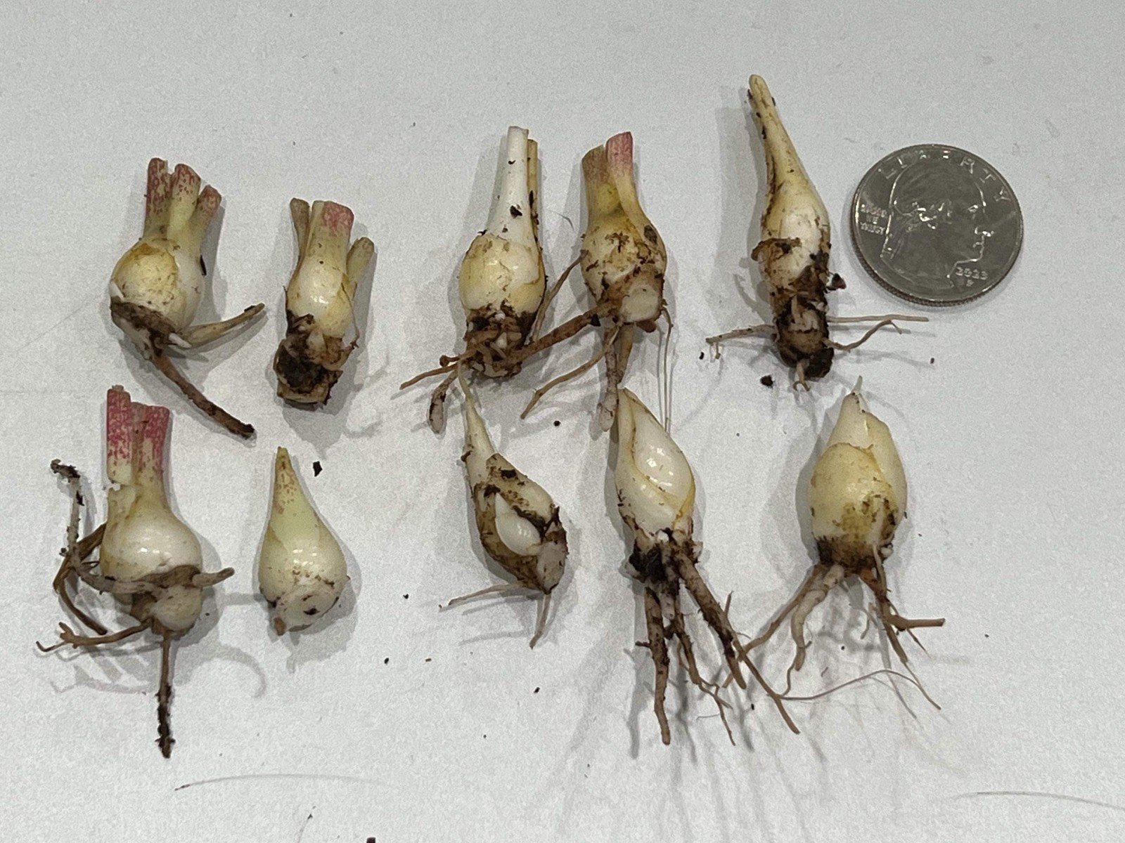LOVE Double Polianthes Tuberose Bulbs – US Seller