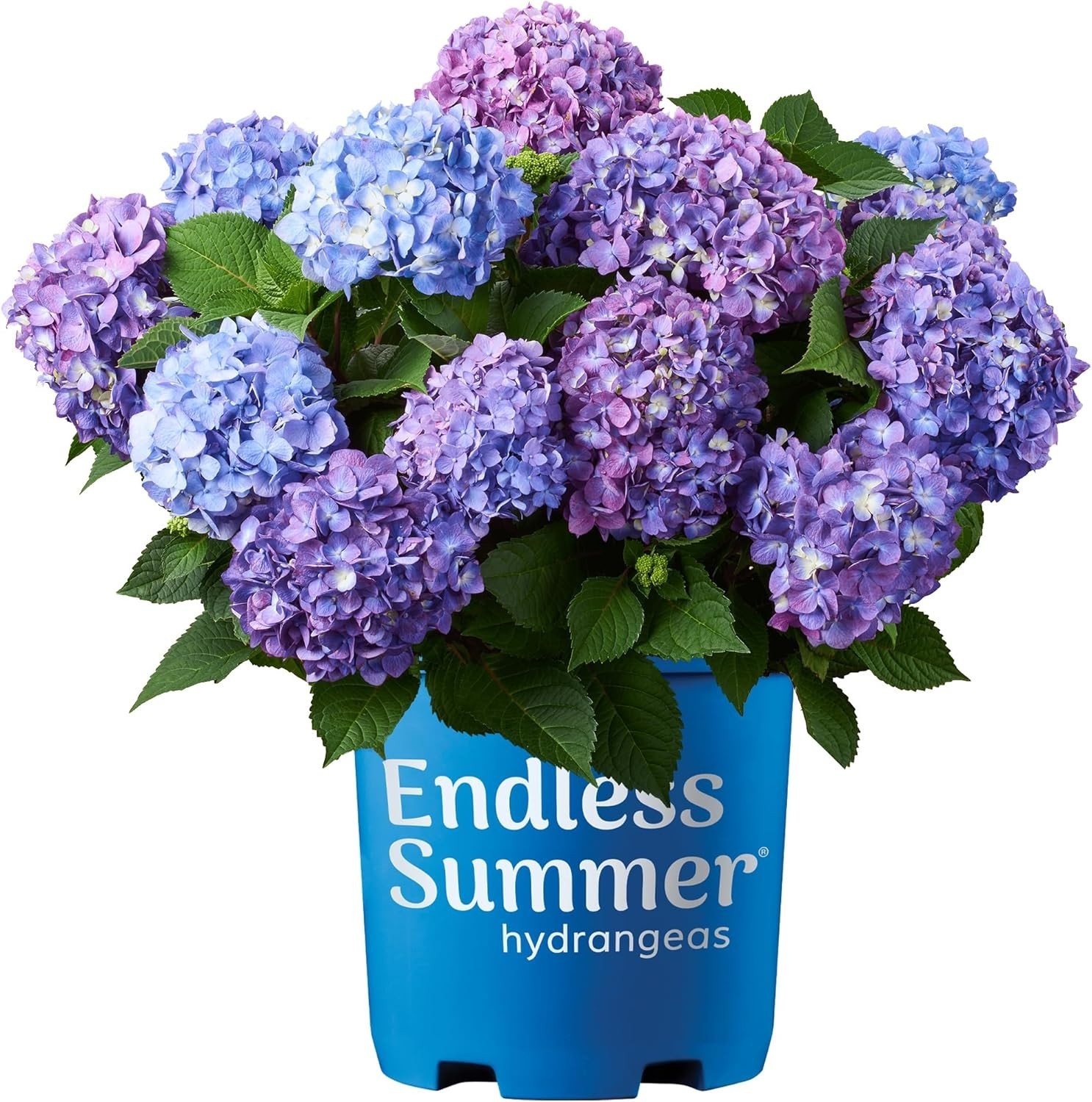 1 Gallon Hydrangea Bloomstruck – Eye-Catching Pink or Purple for Every Garden
