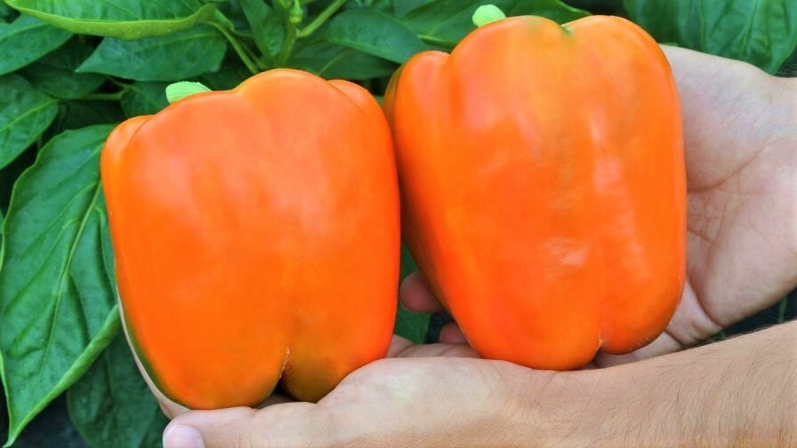 Bell Pepper Orange Sweet 15 Seeds Giant Vegetable Organic Heirloom Non GMO….