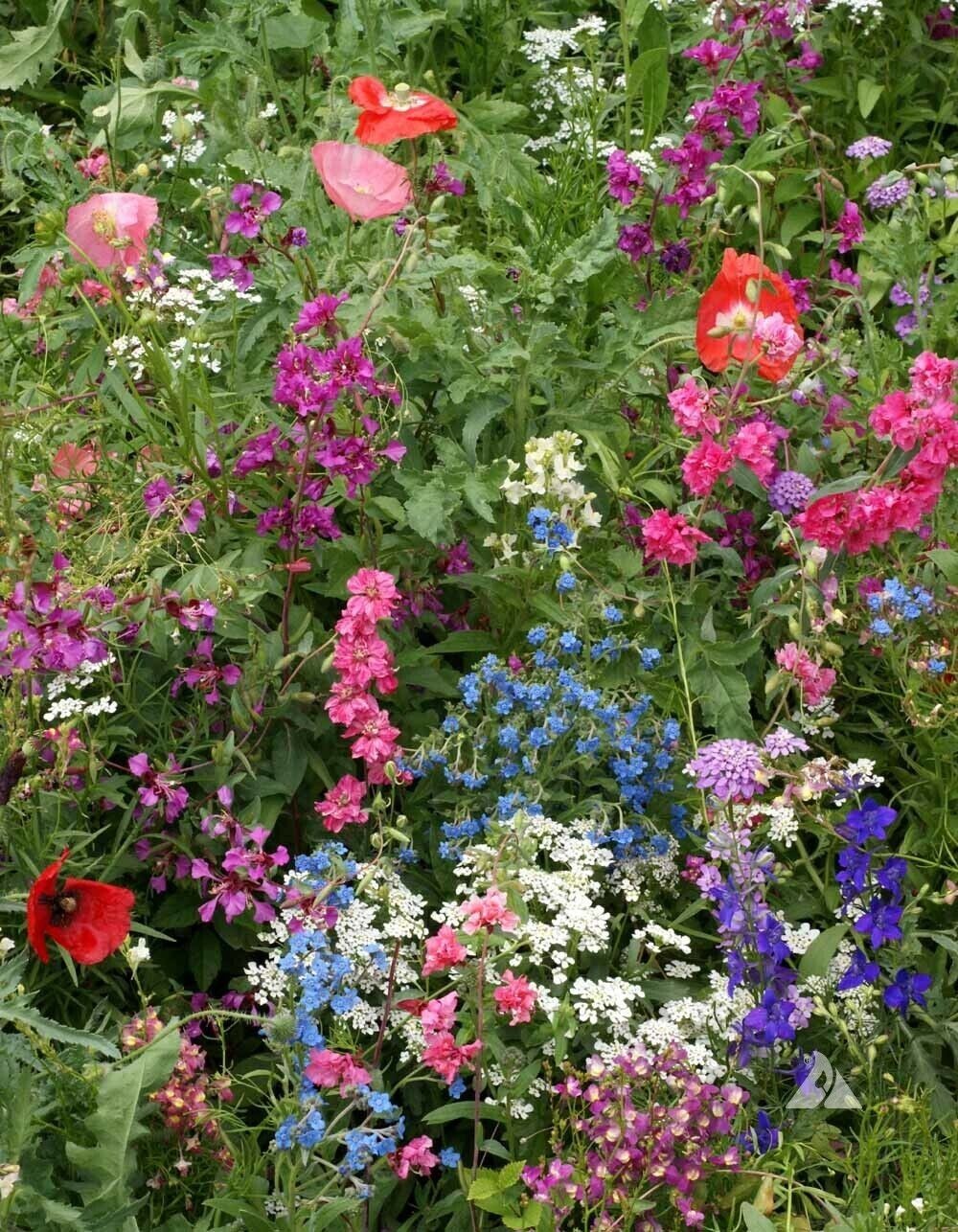 1000+ Wildflower Mix Seeds – SHADE with Perennials – Non-GMO Heirloom