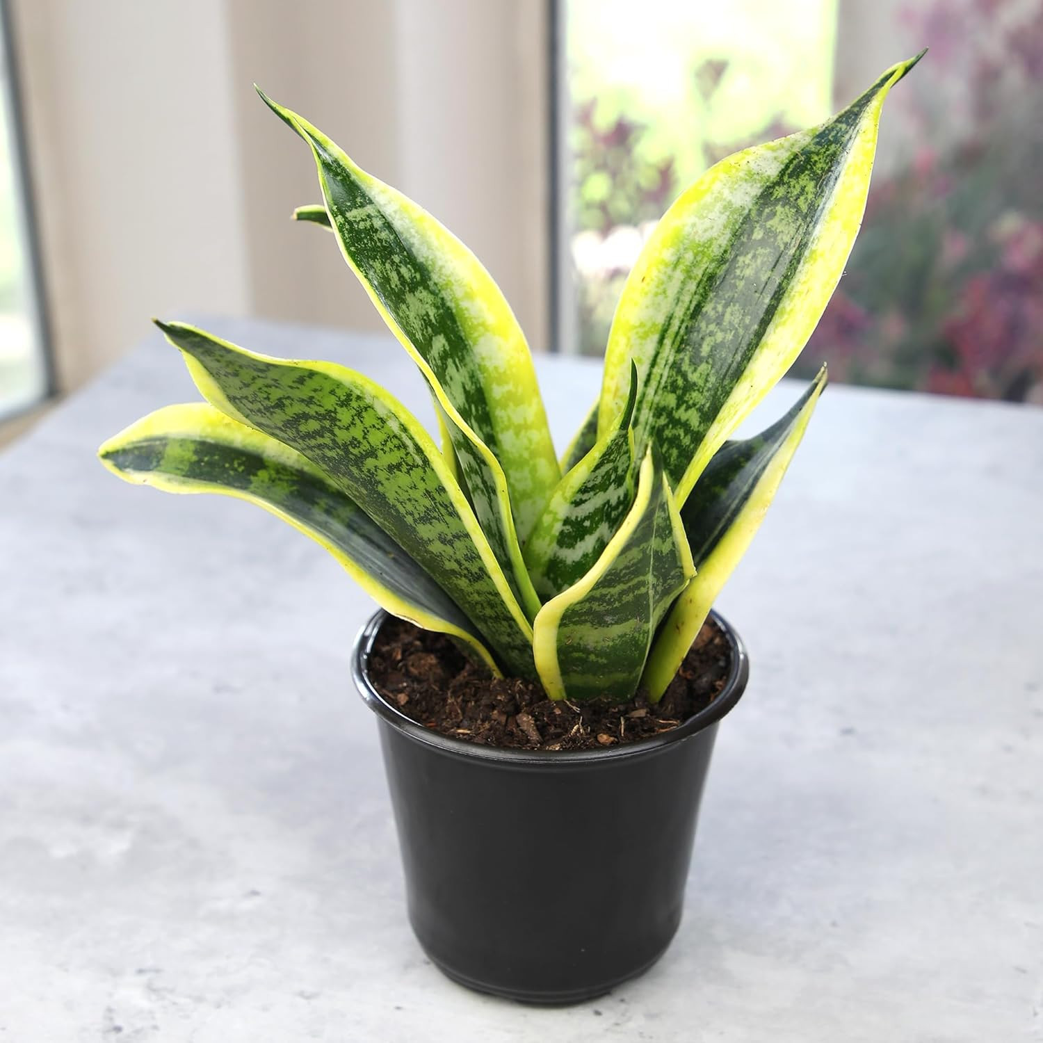 Planta Sansevieria Zeylanica Resistente Para Interiores Lengua De Suegra