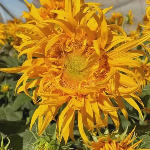 JUST CRAZY Sunflower Seeds, A real attention getter with twist and turn petals.