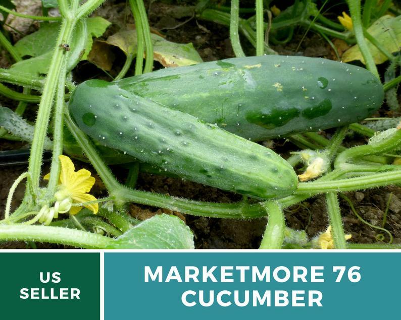 Cucumber, Marketmore 76 – 30 Seeds – Heirloom – GMO Free