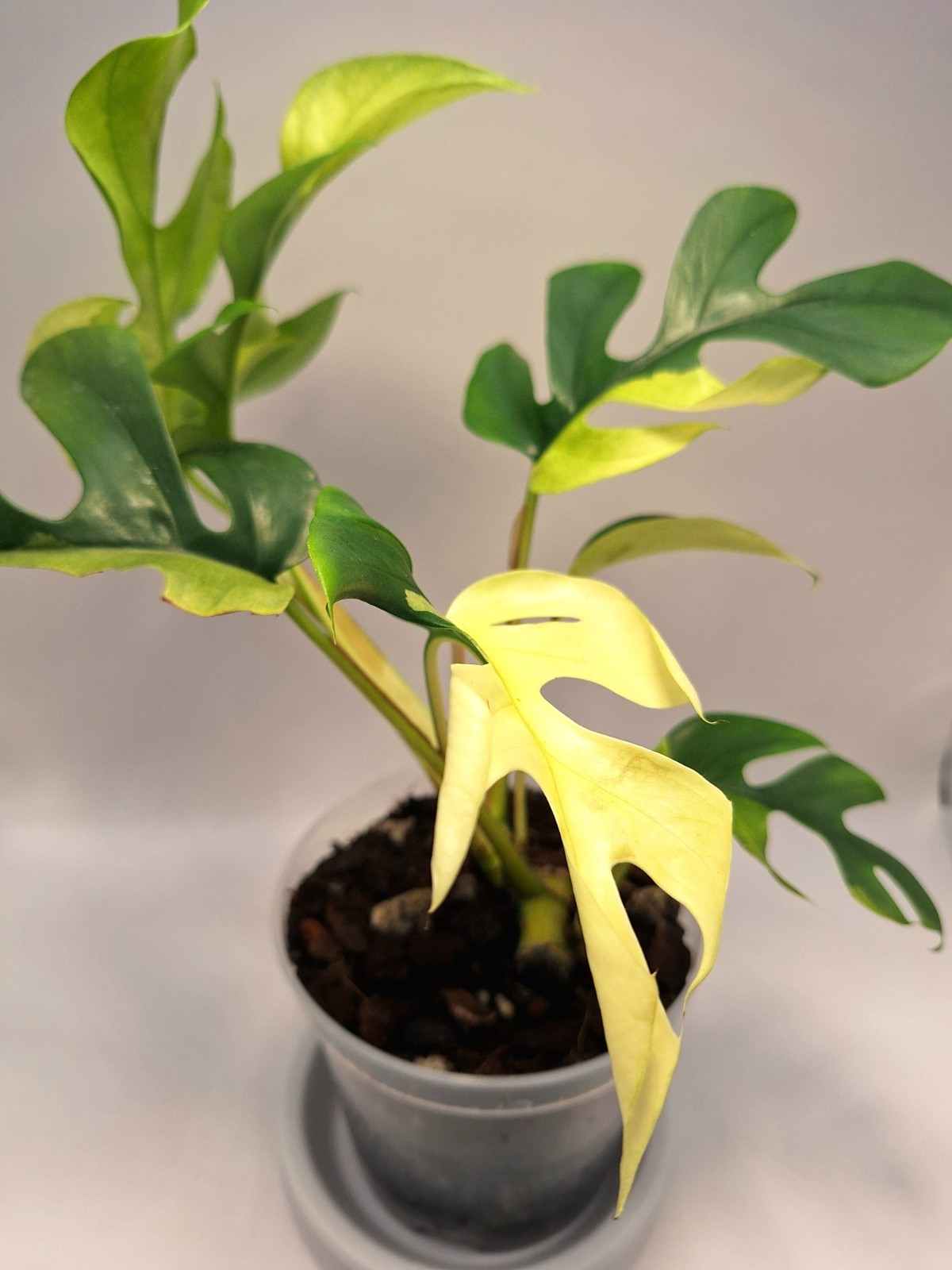 Rhaphidophora Tetrasperma Albo-Variegated – Half Moon – 2 Active Growth Points!