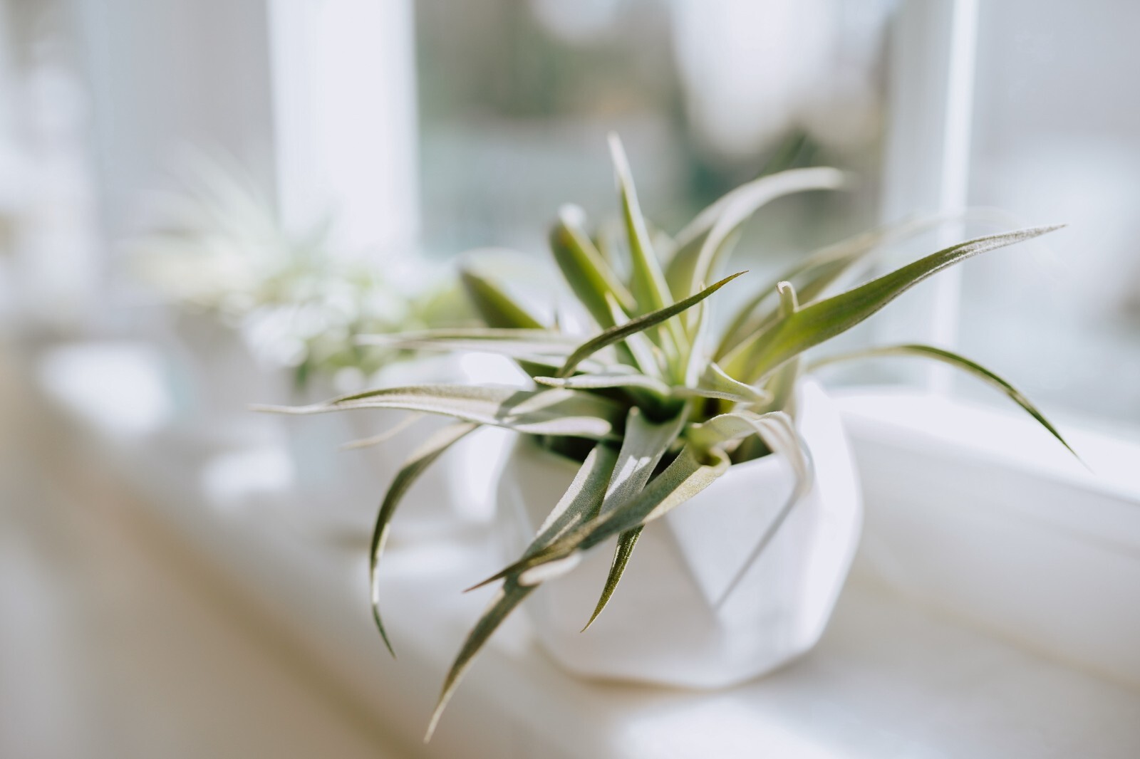 Tillandsia Fasciculata ‘Golden Torch’-Wholesale Bulk Succulents-Easy Care Plants