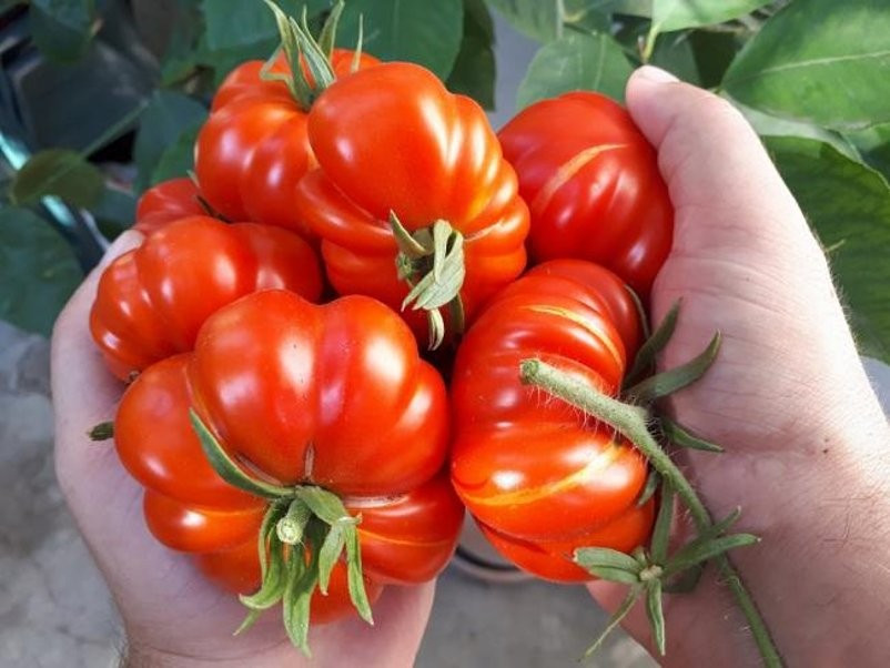 120+ TOMATO SEEDS — ROSS0 SICILIAN —- HEIRLOOM — ORGANIC ——– RARE