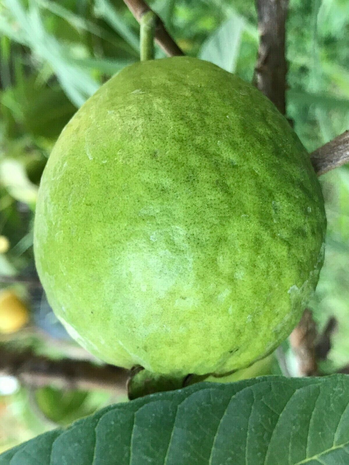 1 Cream White Tropical Guava Big Fruit Tree Psidium Guajava Starter Tree App 10″