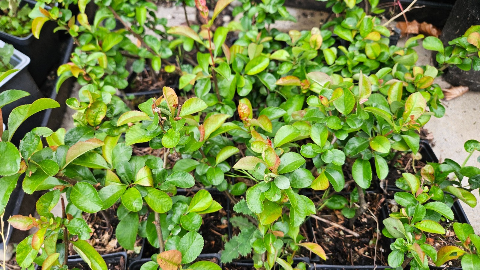 Chaenomeles Speciosa “Texas Scarlet” (Red Flowering Quince) Plant