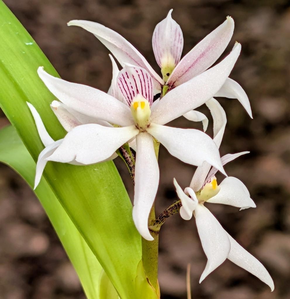 Uncommon Fragrant Orchid Species Anacheilium sima. Large Plant!