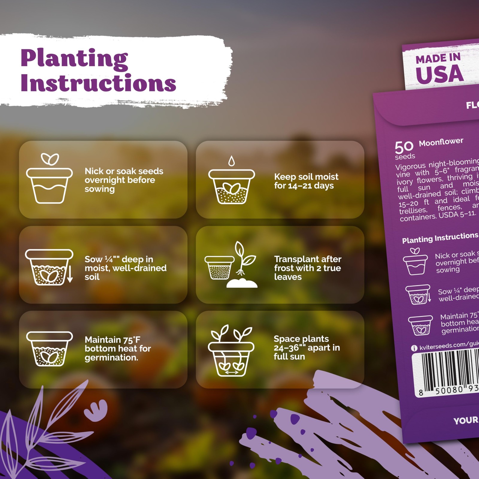 KVITER 50 Moonflower Seeds For Planting (Ipomoea alba)