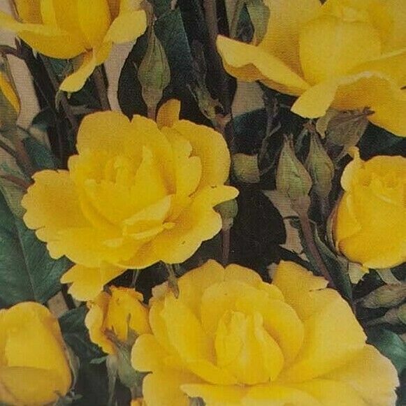 Climbing Golden Shower 1 gal Daffodil Yellow Bush Plants Shrub Plant Fine Roses
