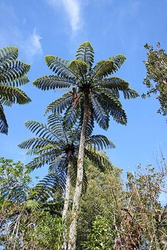 Cyathea medullaris | Black Tree Fern | 1000_Spores