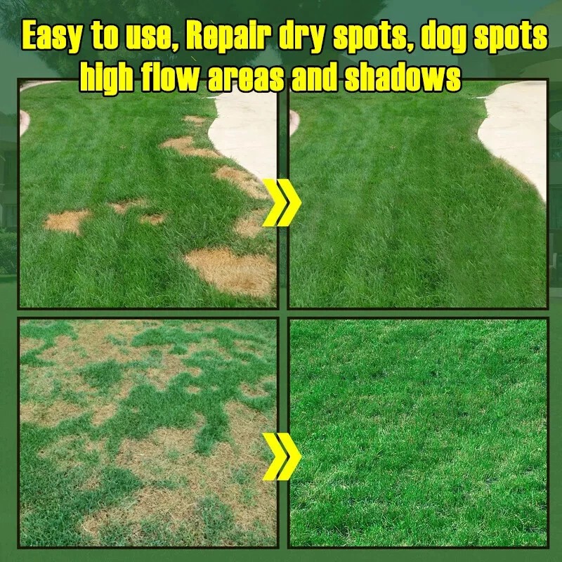 Evergreen Dwarf Grass Seeds Garden Yard Grass Seeds Growth-boosting Lawn Seeding