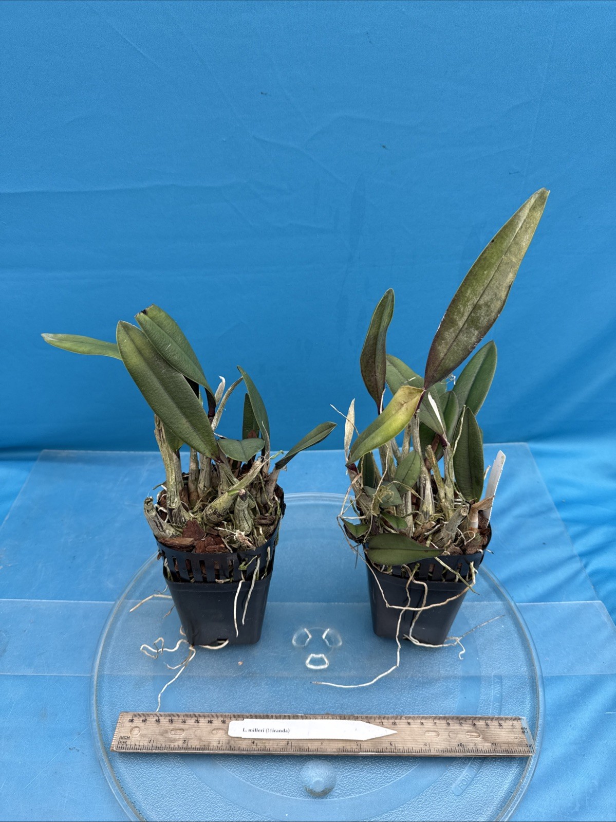 Cattleya milleri Miranda Red Orange Species Orchid Eros New Growth 4” Pot