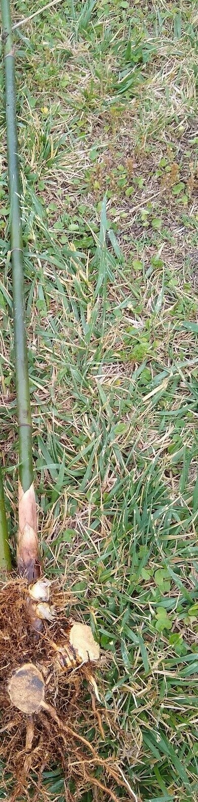 Bambusa Ventricosa*5-7 Gal. Clumping Bamboo*Non-Invasive*Privacy*Growing Season!