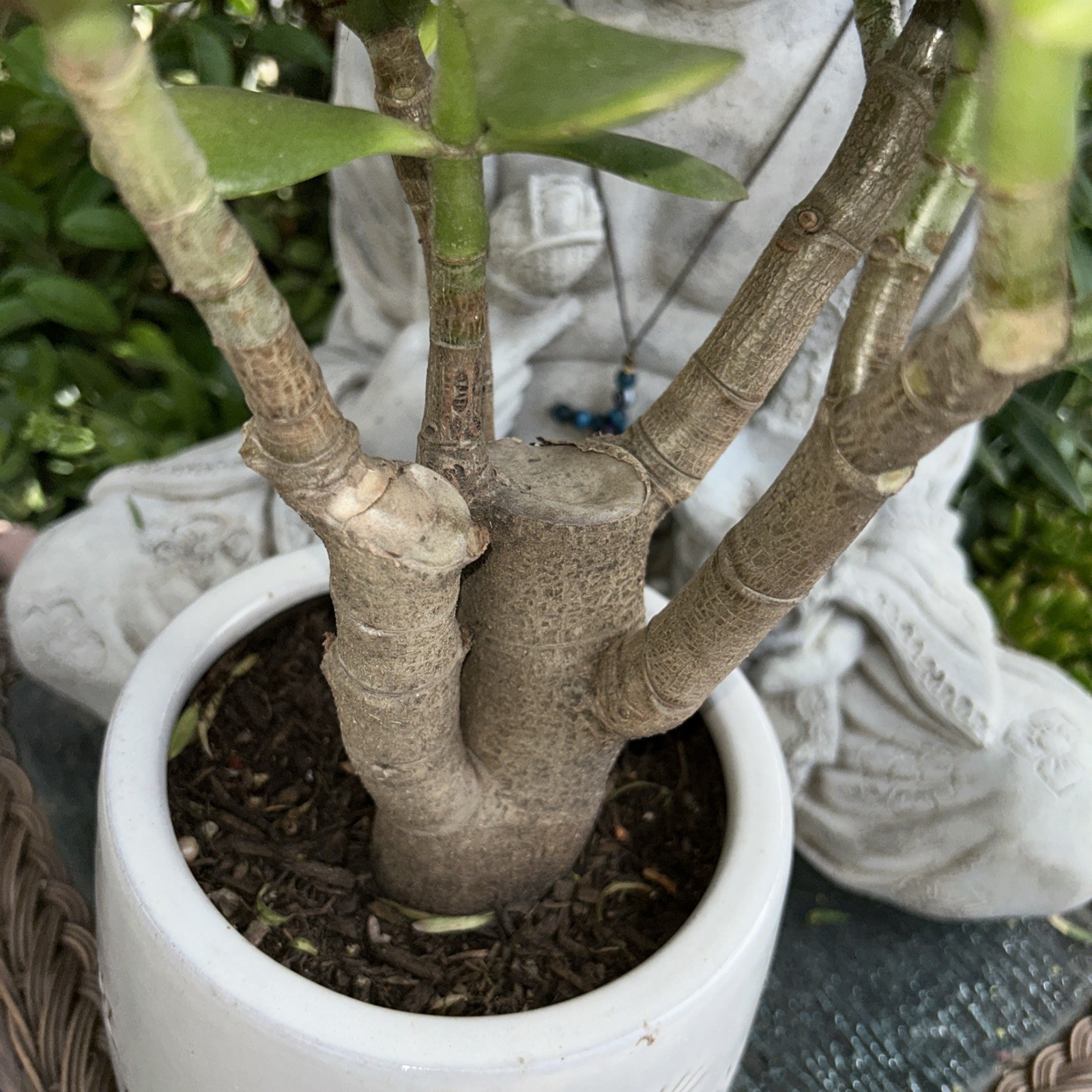 Jade Plant Crassula Ovata Money Tree 12” Tall X 10” Wide Blooms White