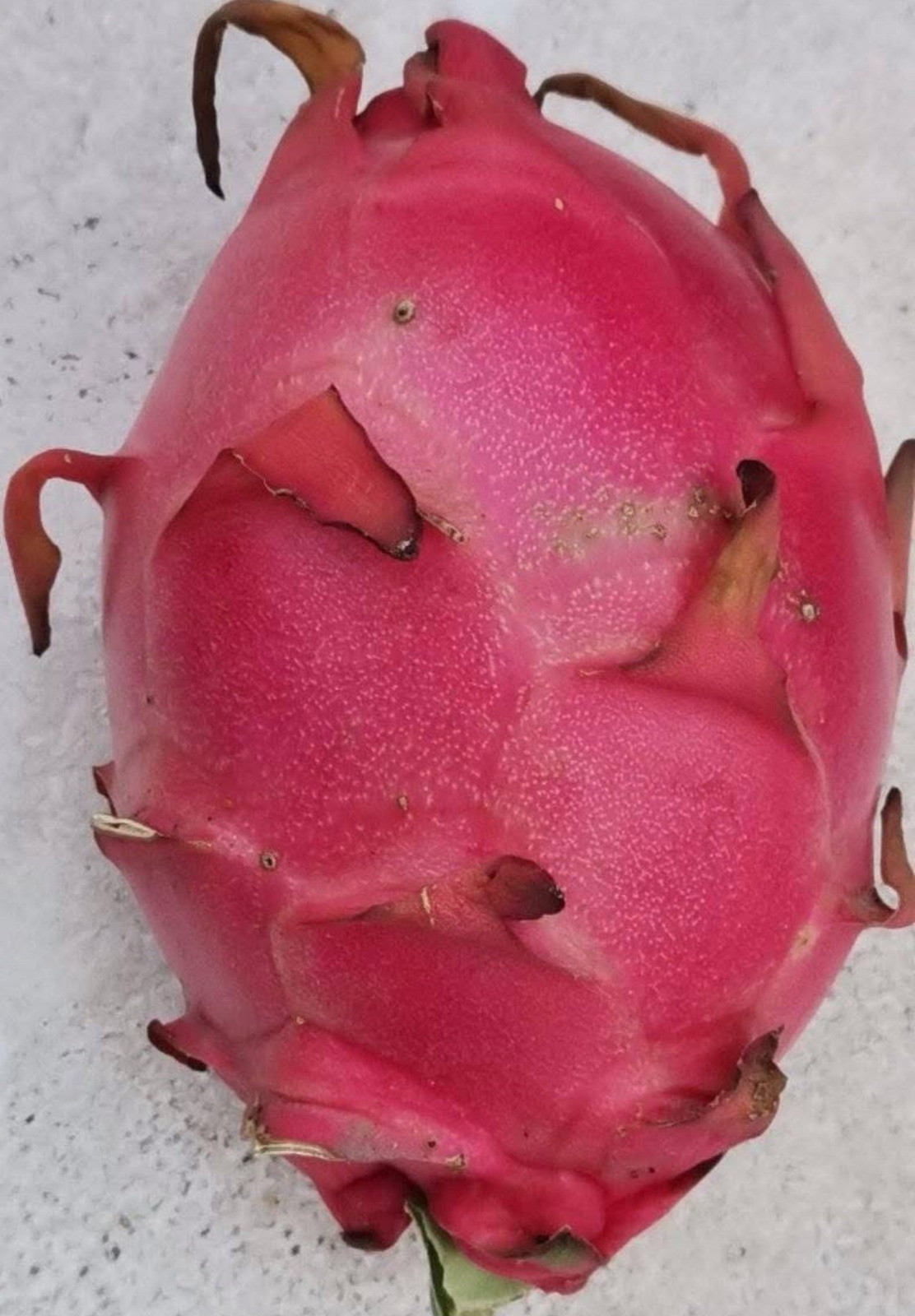 Dragon Fruit Cutting Connie Gee aka Pitaya, Organic 8-12 inches