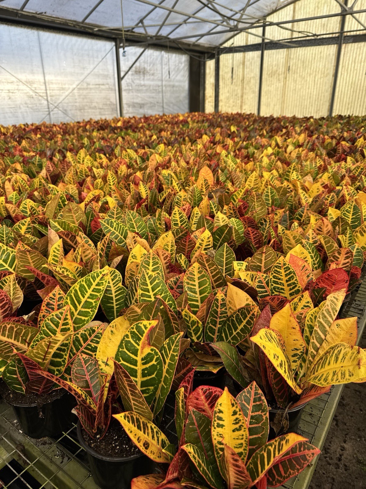 live plants outdoor