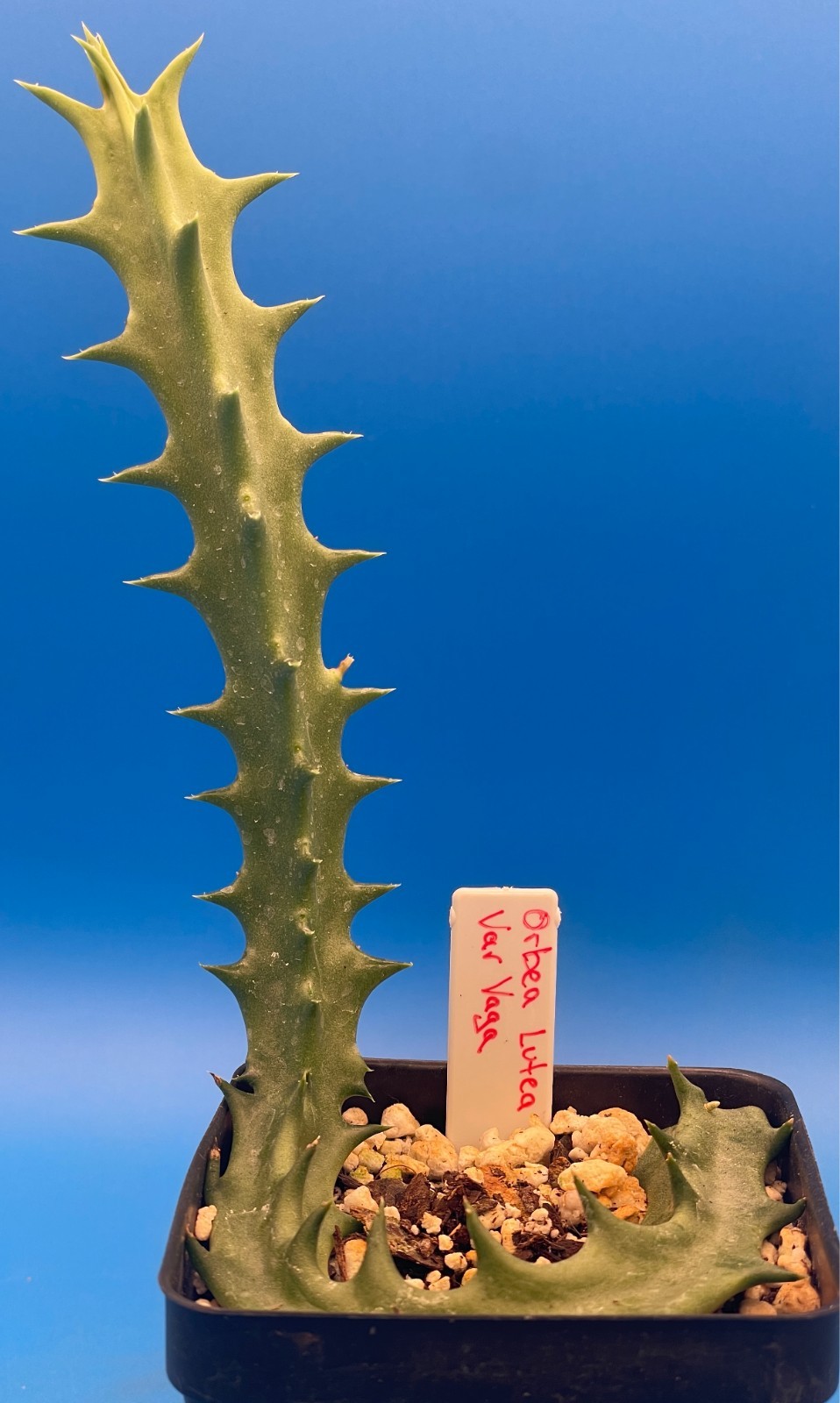 Orbea Lutea Var. Vaga 3.5″ Pot WELL ROOTED! No Ship to Cali Or Arizona!