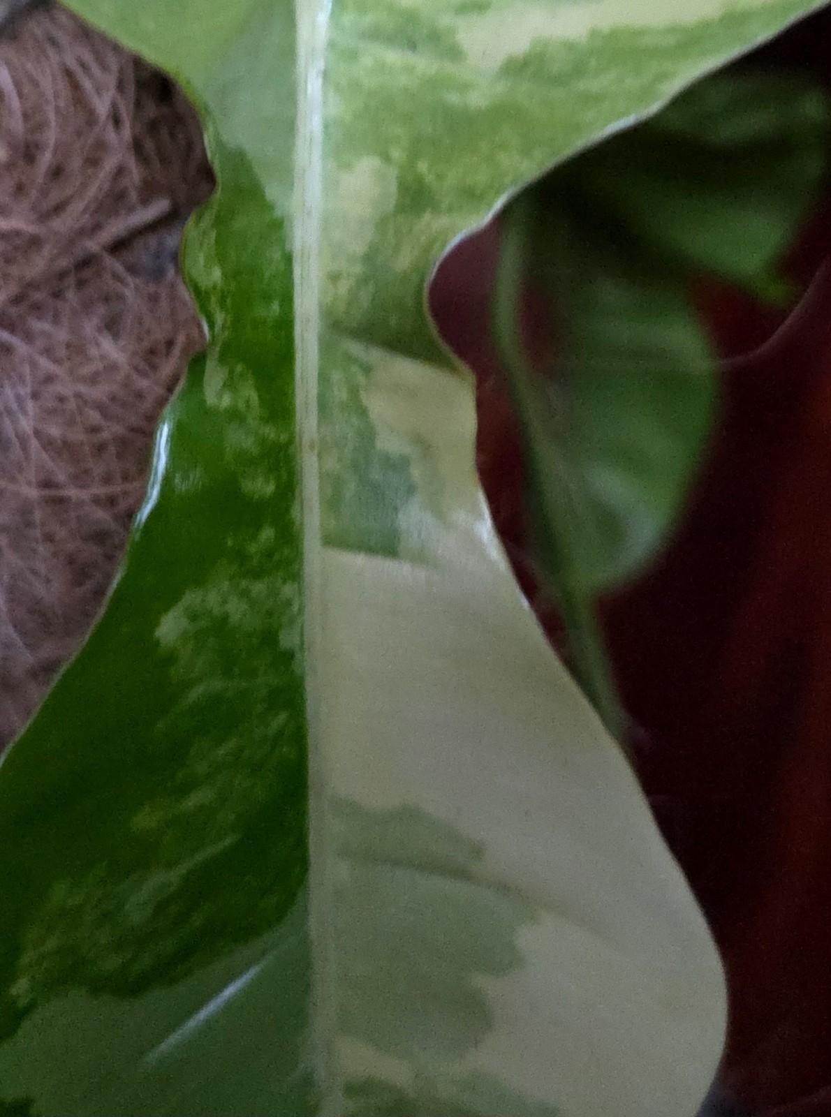 Rare XL Philodendron Florida Beauty X Paraiso Verde 28″ Wide 14″ Leaf Monstera