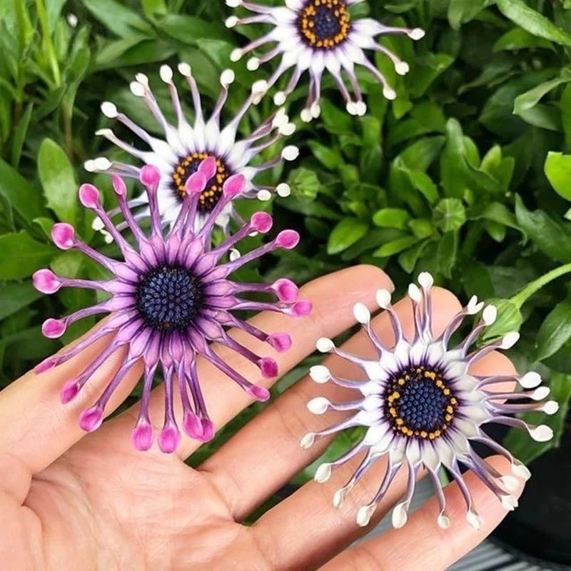 145+ Rare Perennial African Rare Daisy Flower Seeds for Planting Outdoor-Non-GMO