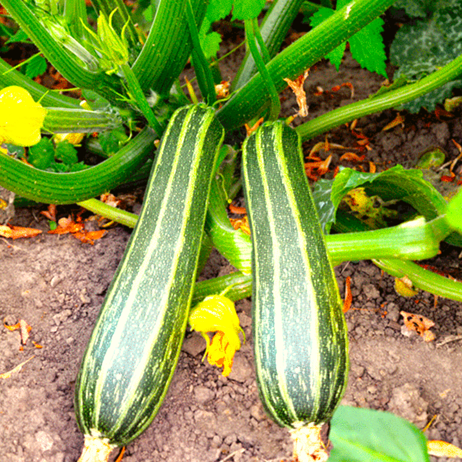 Cocozelle Zucchini Seeds | Striped Italian CHeirloom Summer Squash Seed 2024