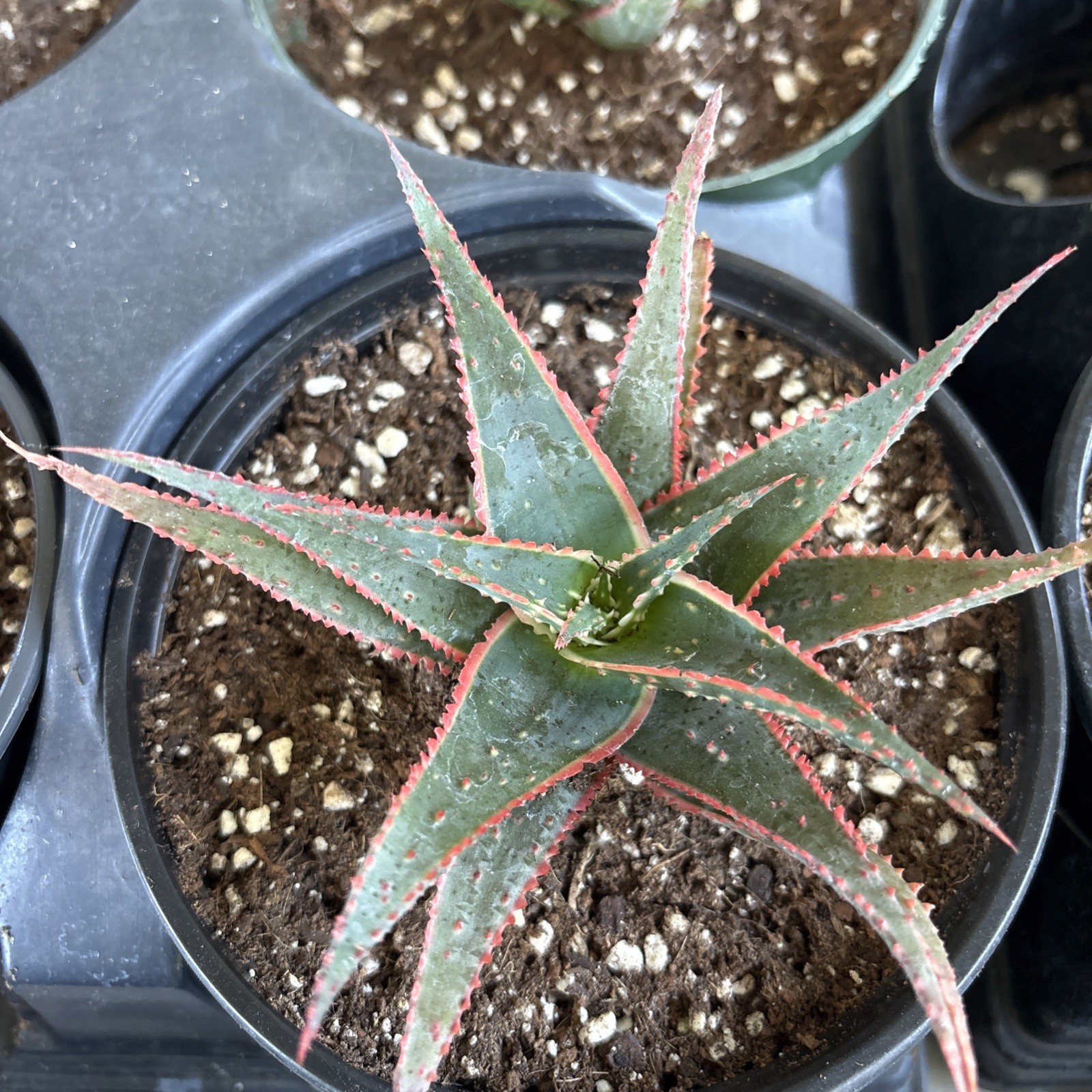 Aloe cultivar CORAL FIRE, exotic hybrid rare blue red color succulent plant 6in