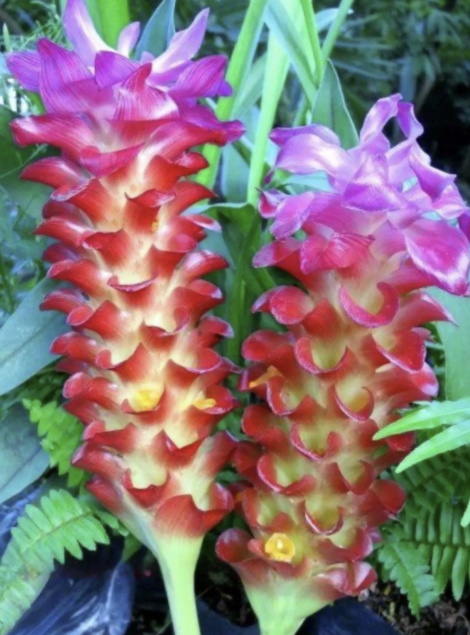 Red Torch Curcuma Ginger -SMALL ROOTED STARTER Plant-Leaves cut for shipping!