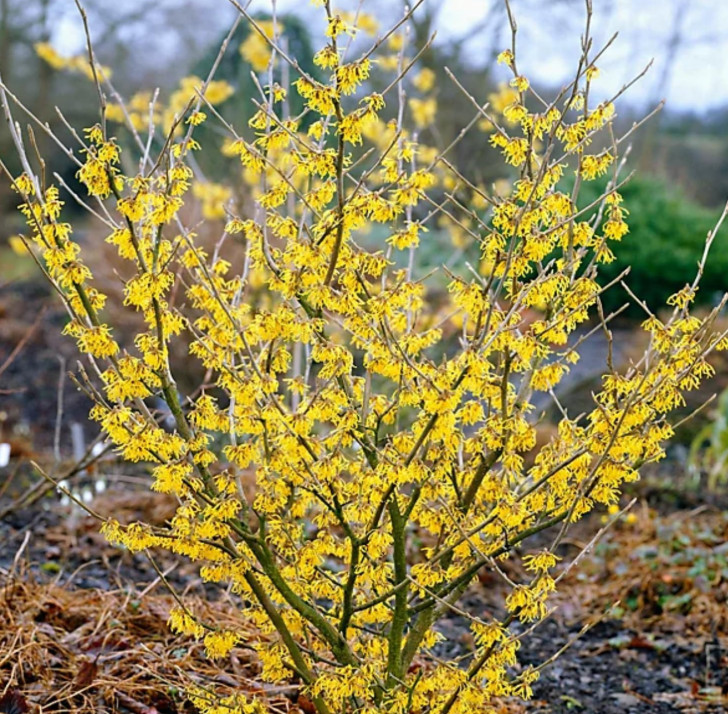 Live Witch Hazel Plant – Quart Pot – Hamamelis Tree for Garden & Fall Blooms
