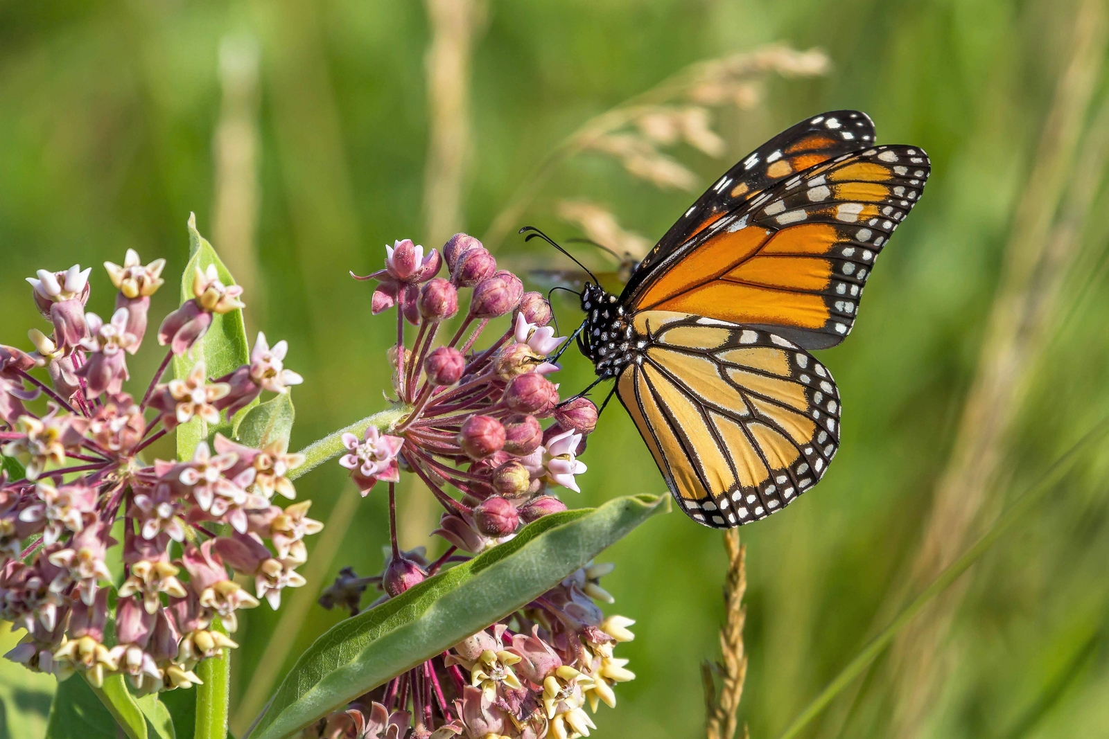 100 PINK COMMON MILKWEED Asclepias Syriaca MONARCHS! Flower Seeds *Flat S/H