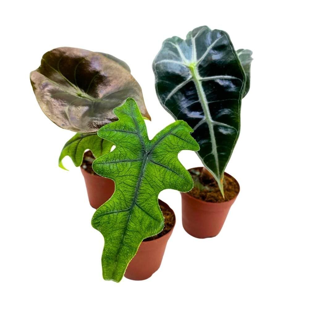 Rare Alocasia Assortment, 2 inch Set of 3, Jacklyn, Cuprea Pixi