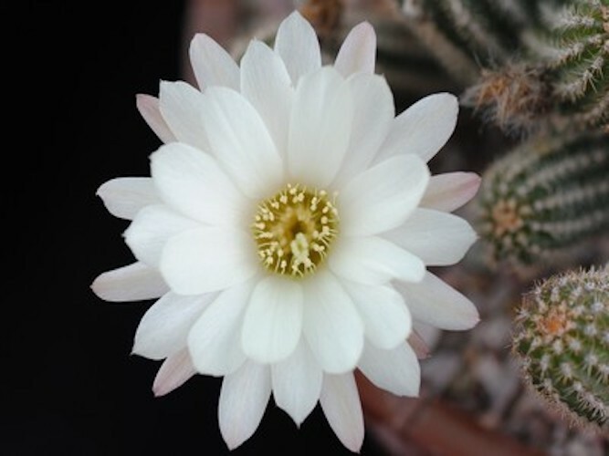 Chamaelobivia (Peanut Cactus) “Snow” Cactus Seeds (100 Seeds)