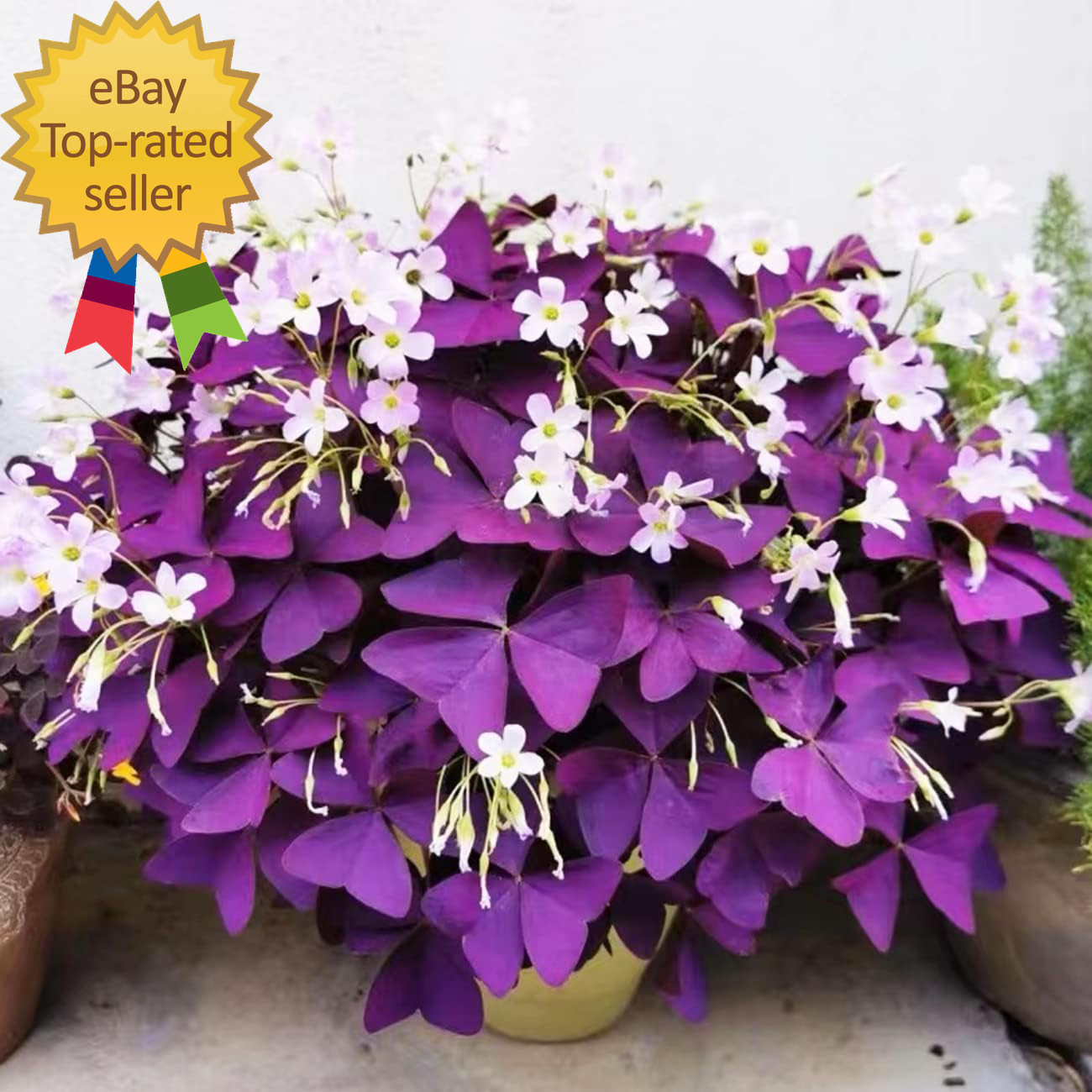 12+ Bulbs Purple Shamrocks Oxalis Triangularis Lucky Lovely Flowers Bulbs