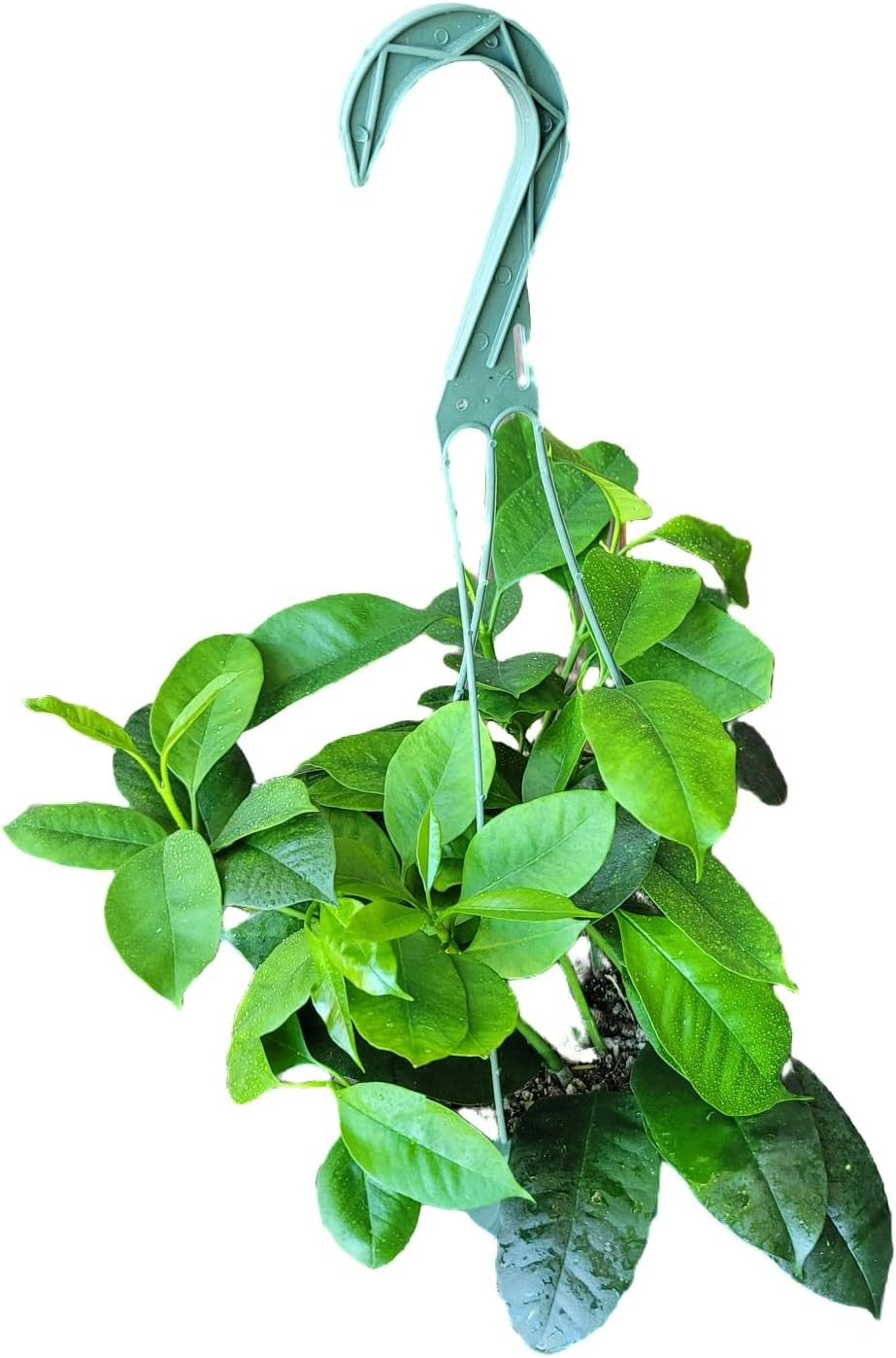 Hoya Shooting Star – Hoya Multiflora – Hoya Plants Live Houseplants – Stunning S