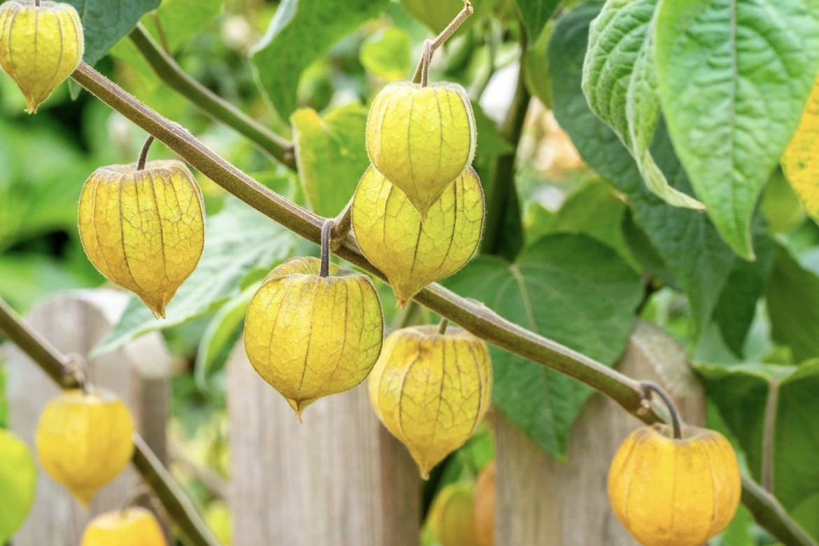 Cape Gooseberry Golden berry Live Plants 4”pot Edible Fruit Plant for Garden