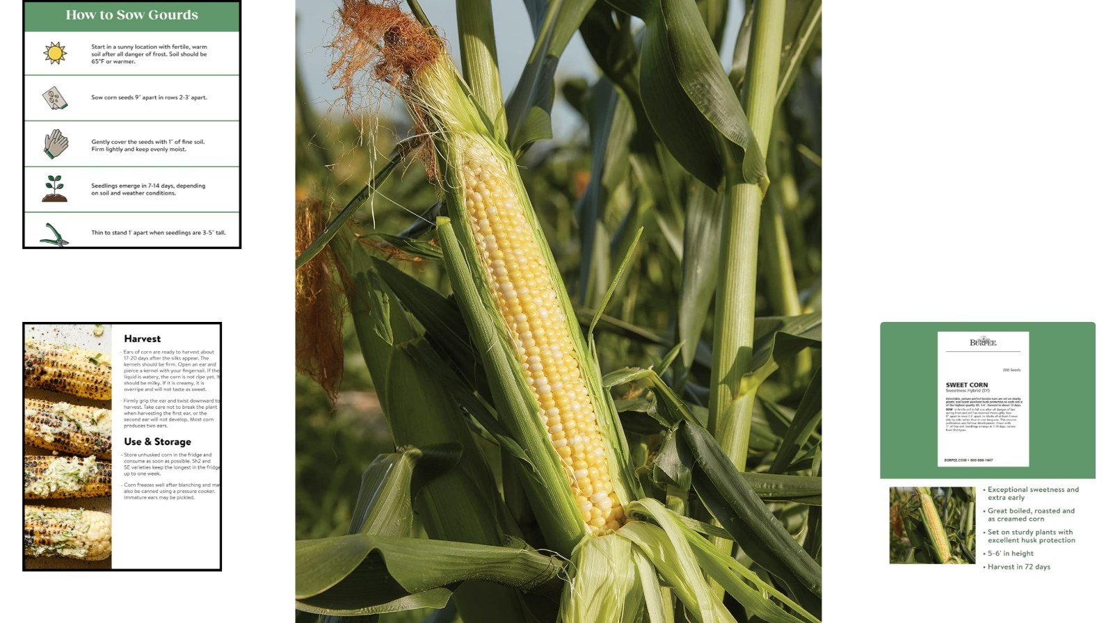 Tender Sweetness Corn Seeds – 200 Seeds with High Germination Rate & Easy Care