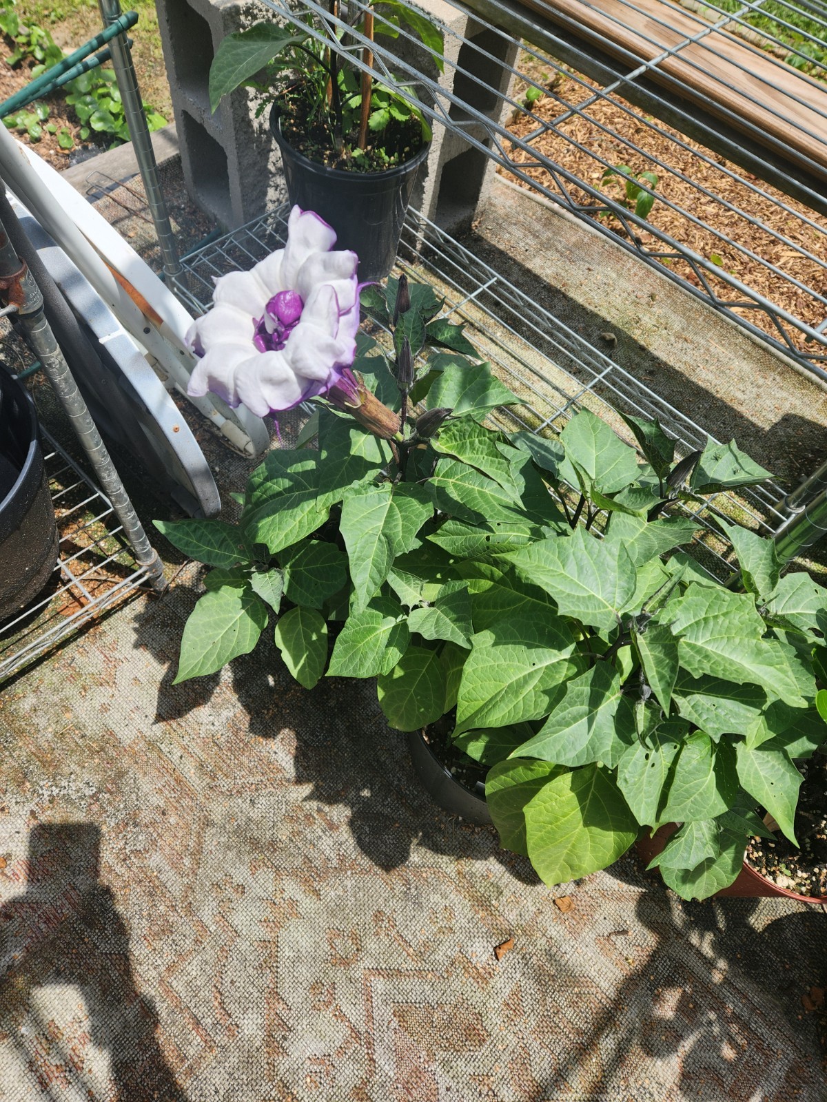 Datura Purple and White Devils Trumpet 20 Seeds FREE SHIPPING . Standard USPS.