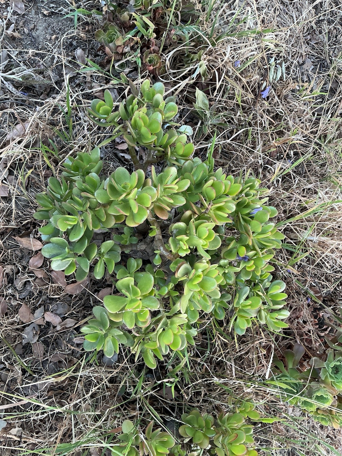 Healthy lush green Crassula Ovata Jade Plant cluster, Rooted 18” tall with roots