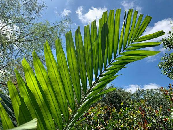 Ptychosperma elegans | Elegant or Solitaire Palm | 20 Seeds