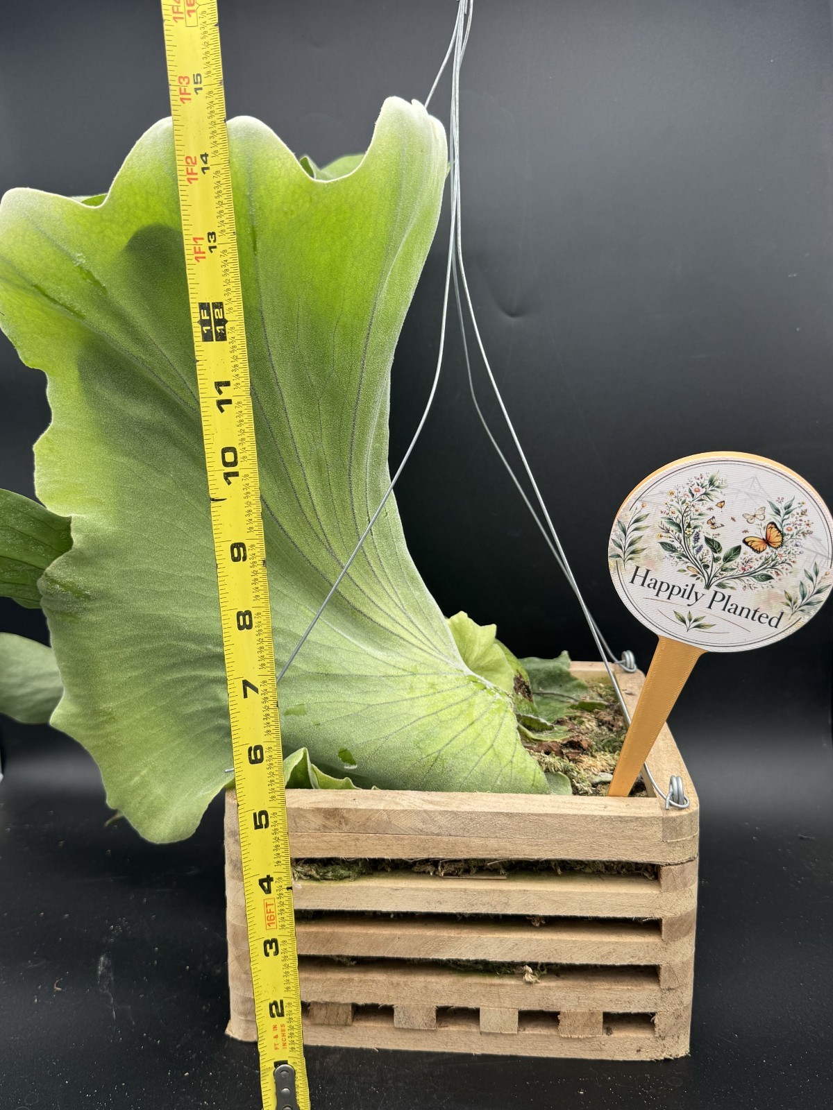 Platycerium Superbum Staghorn – 8″ Vanda Box – Exact Plant – Free Shipping